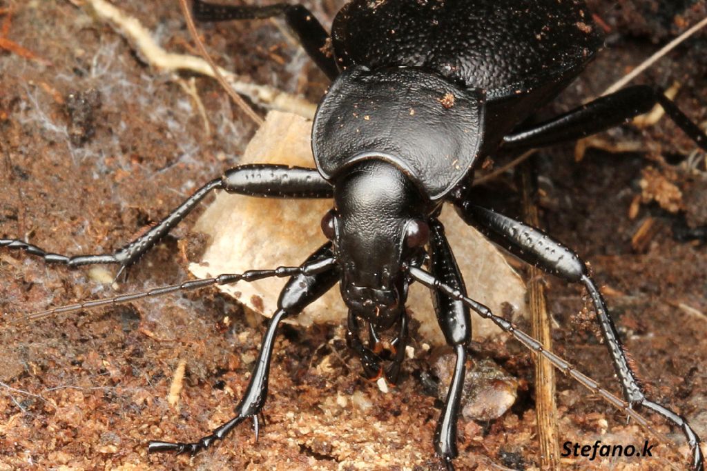 Femmina di Carabus coriaceus